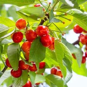 Cherry Wild (Prunus avium) 2